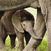 The Addo Elephant National Park Tour The Addo Elephant National Park Tour