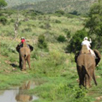 Elephant Back Safaris, Pilanesberg (Letsatsing Game Reserve) Elephant Back Safaris, Pilanesberg (Letsatsing Game Reserve)