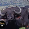 The Pumba Private Game Reserve Tour The Pumba Private Game Reserve Tour