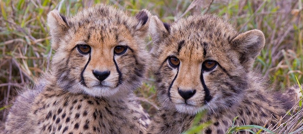 Royal Malewane Game Lodge