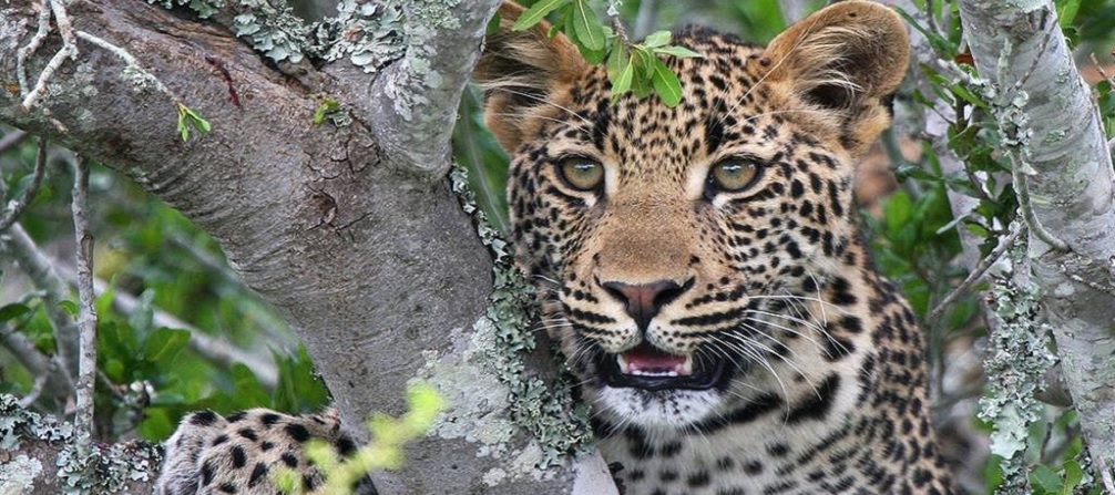 Shamwari Game Reserve