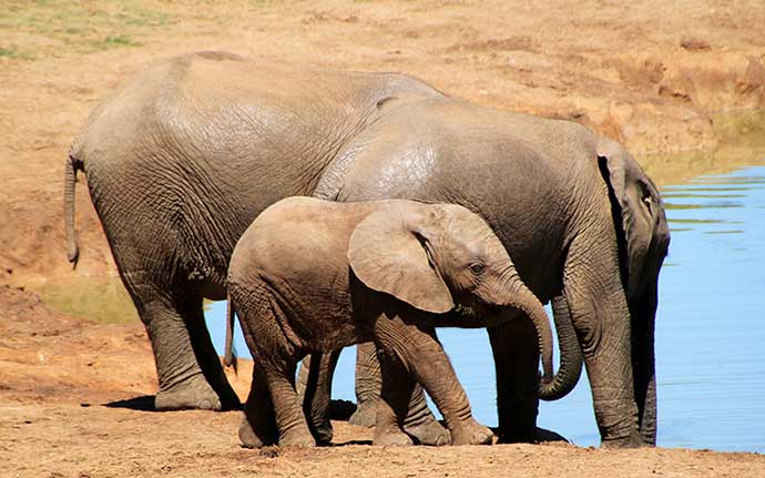 Serengeti National Park Safaris and Packages