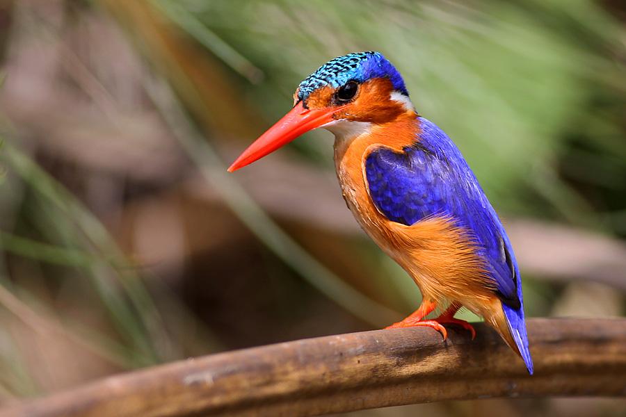 Safari Birds