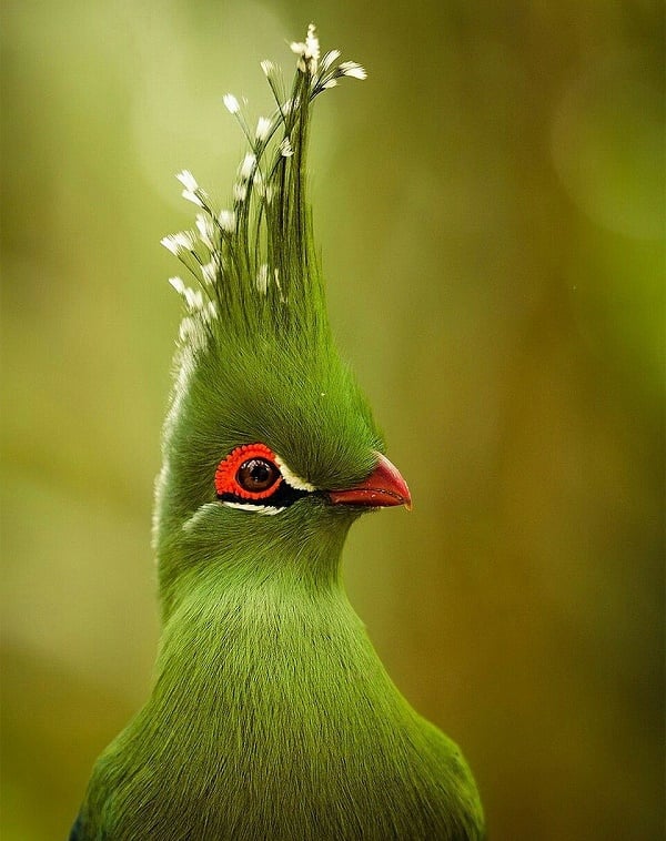 african safari bird