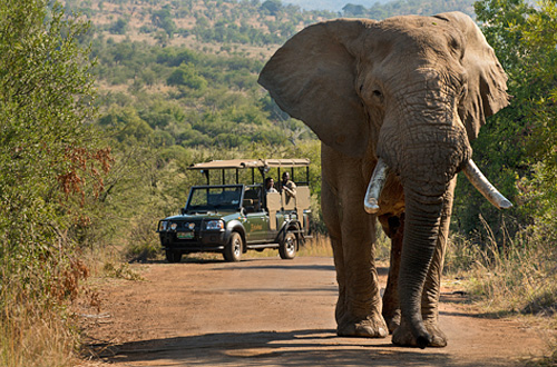 Game Drive wildlife sighting of Elephants at Bakubung Bush Lodge