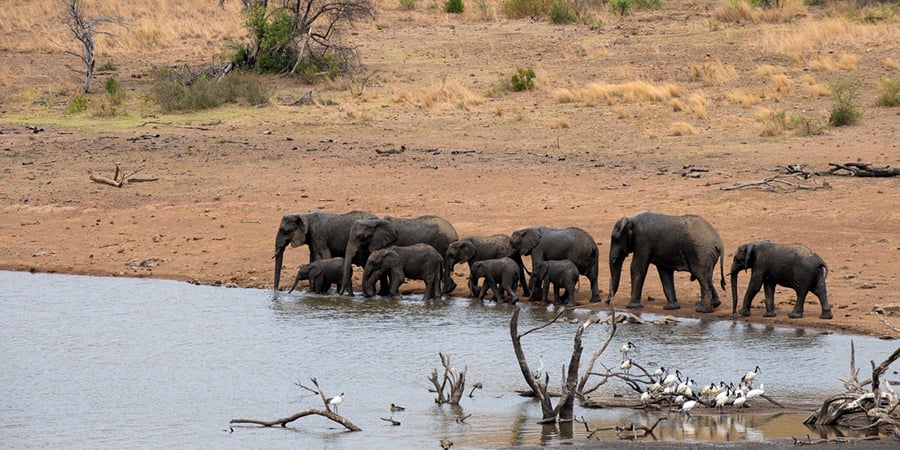 Sighting of Elephants at Tshukudu's waterhole