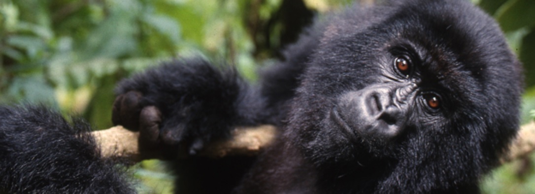 Mountain Gorillas in Rwanda Africa