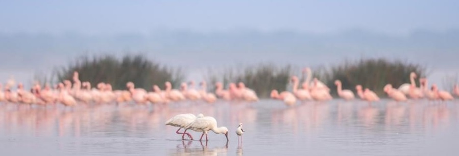 Kenya Flamingos East Africa