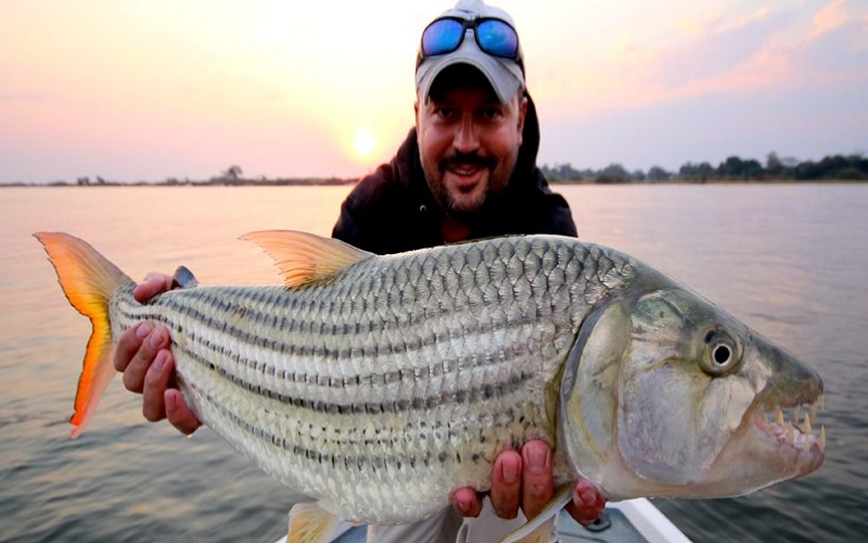 Tiger Fishing Zambia