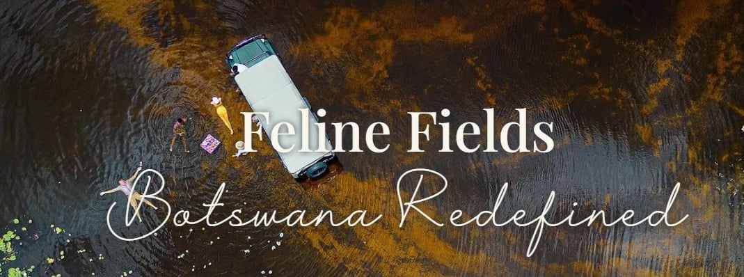 Feline Fields Vintage Camp Delta