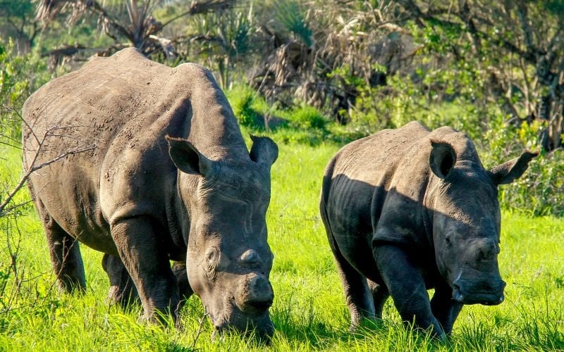 AfriCamps-Bonamanzi-Rhino2