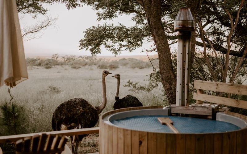 AfriCamps-Waterberg-Ostrich