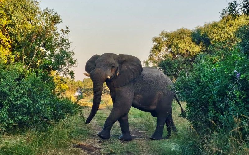AfriCamps-Bonamanzi-Elephant