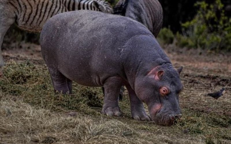 Hartenbos-Game-hippo