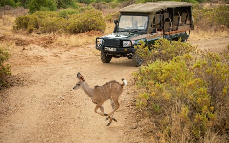 Soroi Samburu Lodge