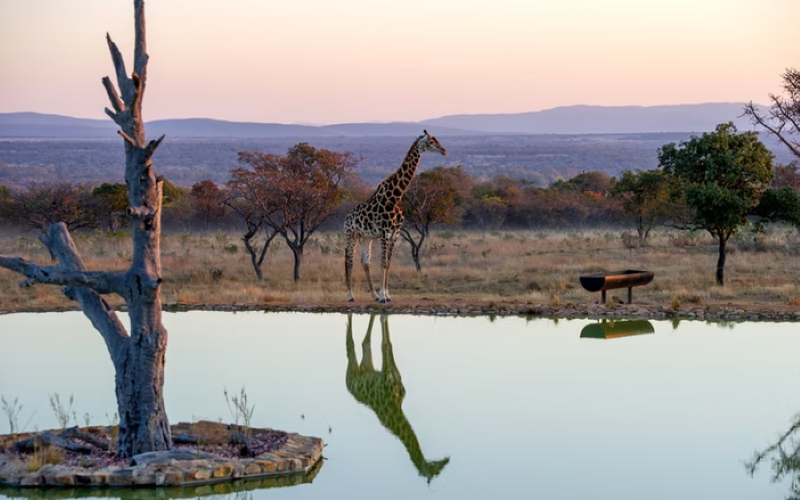 Shekinah-giraffe