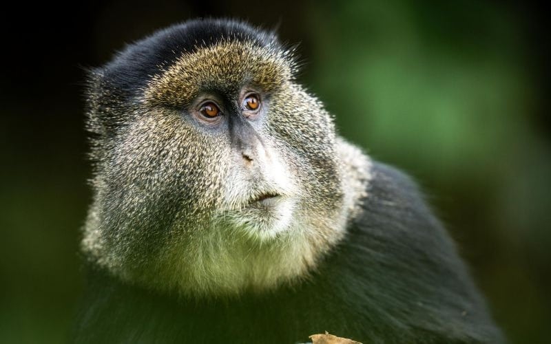 Bisate Reserve