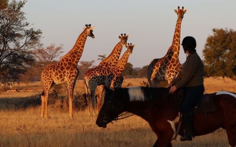 AfriCamps-Waterberg-Giraffe