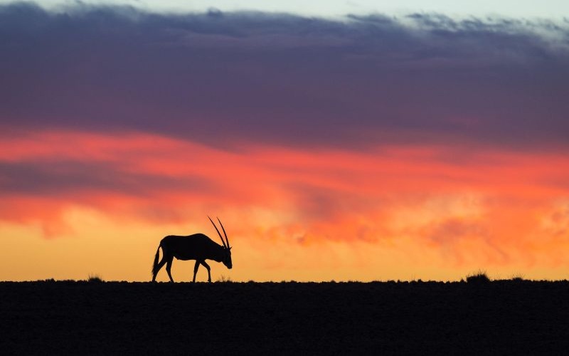 Wilderness Little Kulula