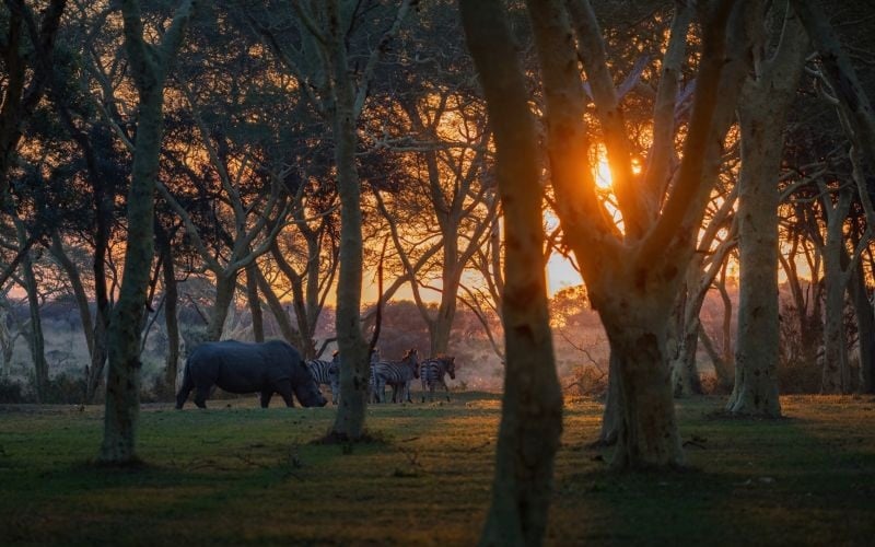 AfriCamps-Bonamanzi-Rhino3
