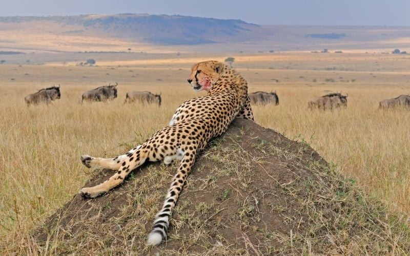 Soroi Mara Bush Camp
