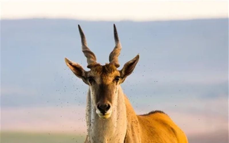 Hartenbos-Game-Eland