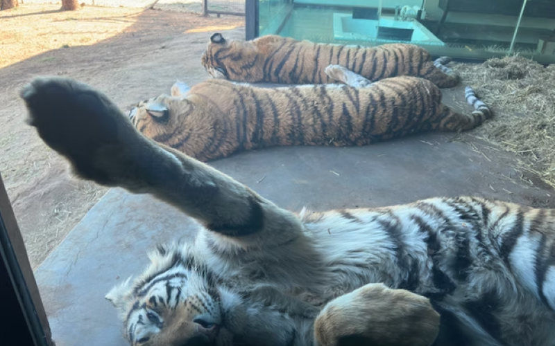 Shekinah-Tiger