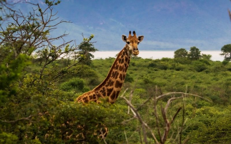 AfriCamps-WhiteElephant-Giraffe