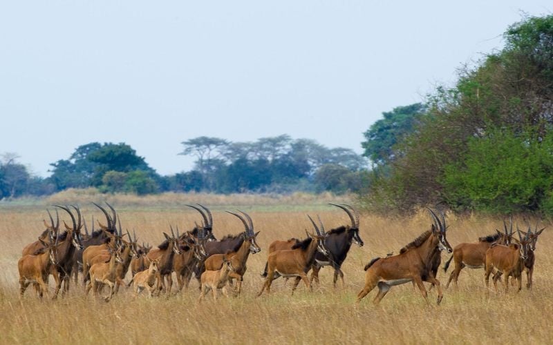 Busanga Bush Camp