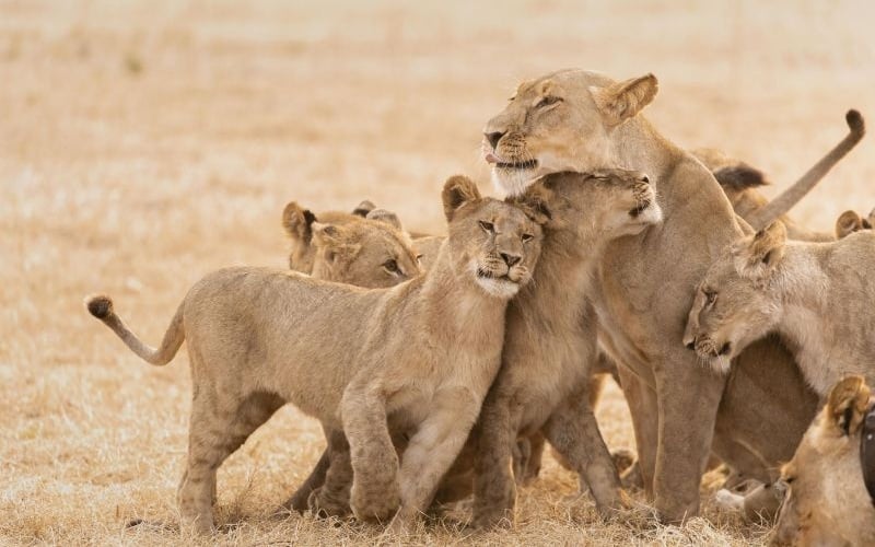 Wilderness Shumba