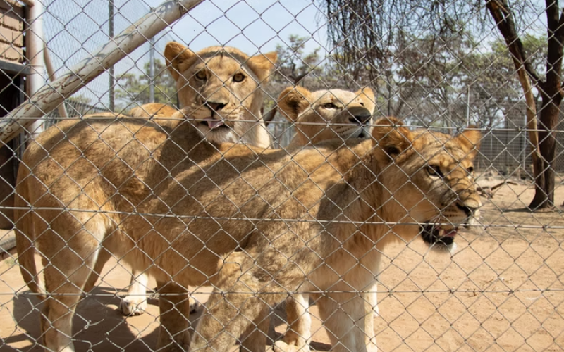 Shekinah-LionCubs
