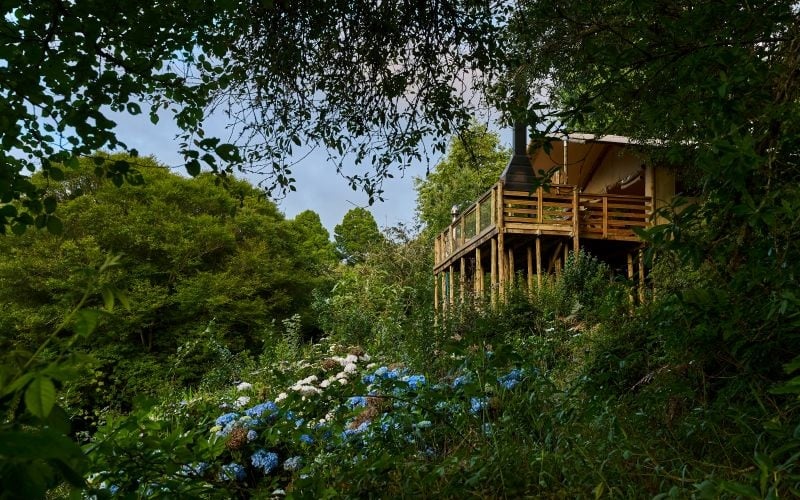 AfriCamps-Magoebaskloof-Forest