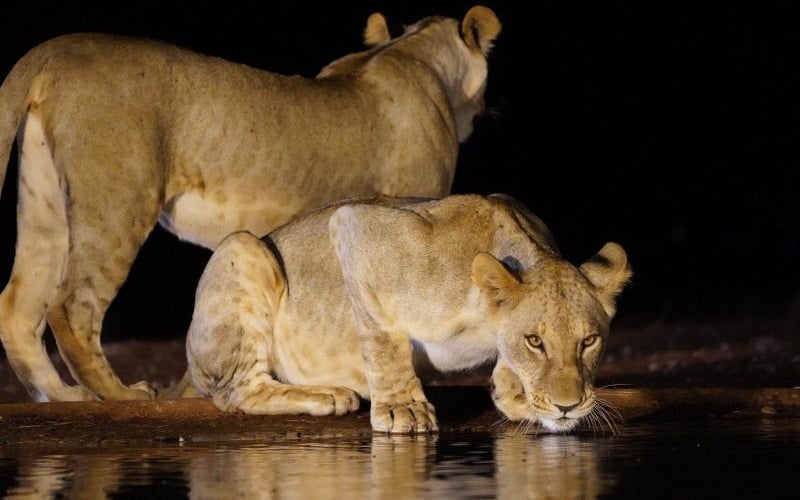Soroi Cheetah Tented Camp