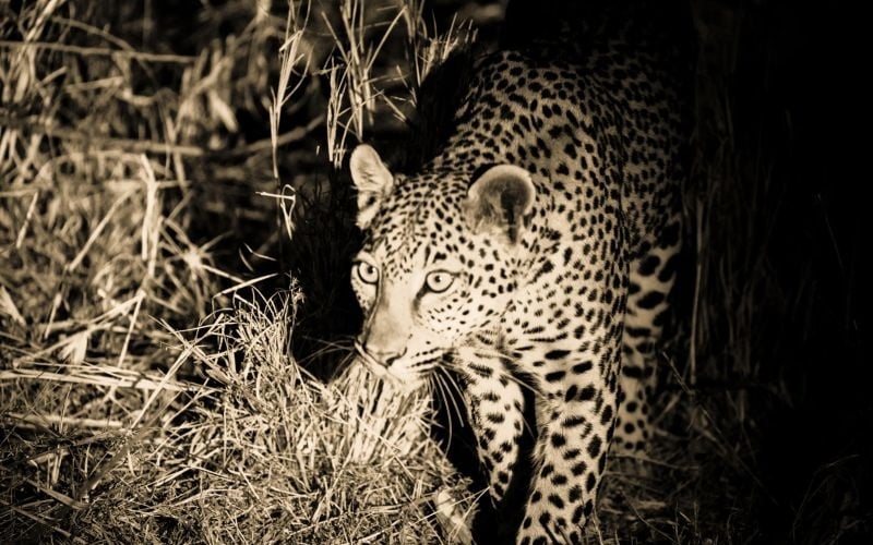 Wilderness Shumba