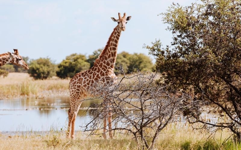 AfriCamps-Waterberg-Giraffe2