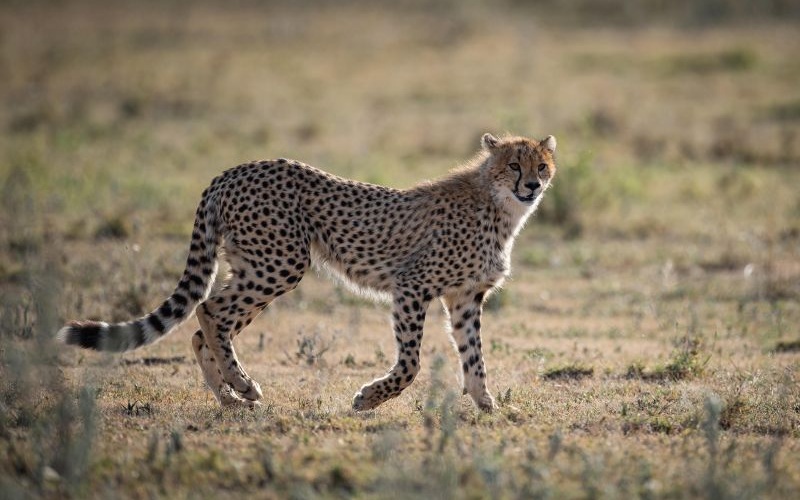 Wilderness Usawa Serengeti