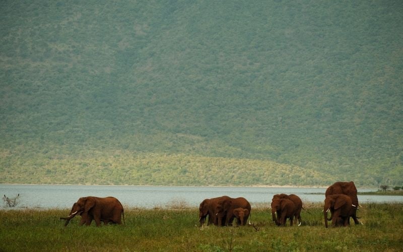 AfriCamps-WhiteElephant-Elephant