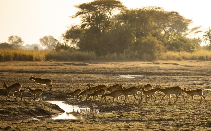 Wilderness Shumba