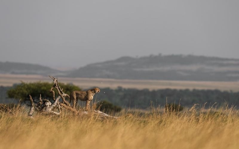 Wilderness Mara