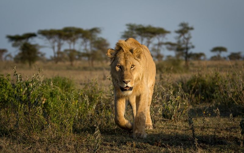 Wilderness Usawa Serengeti