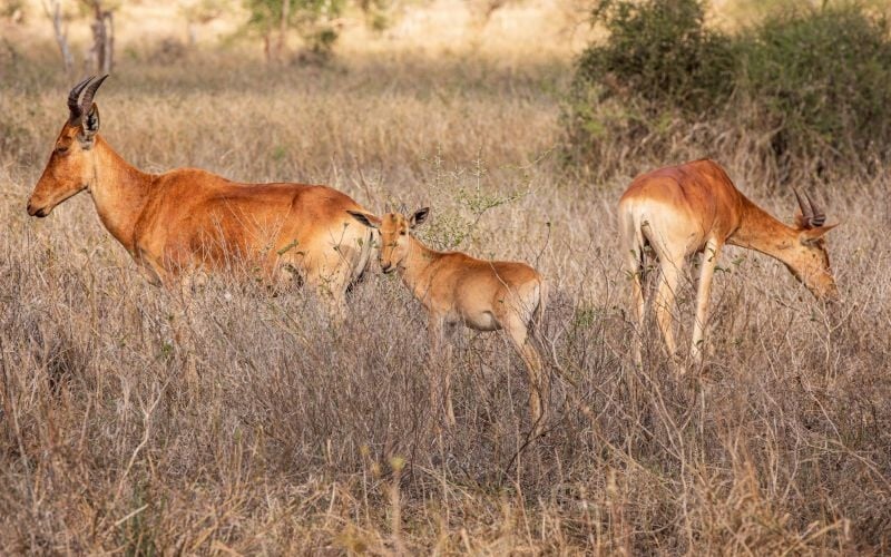 Soroi Cheetah Tented Camp