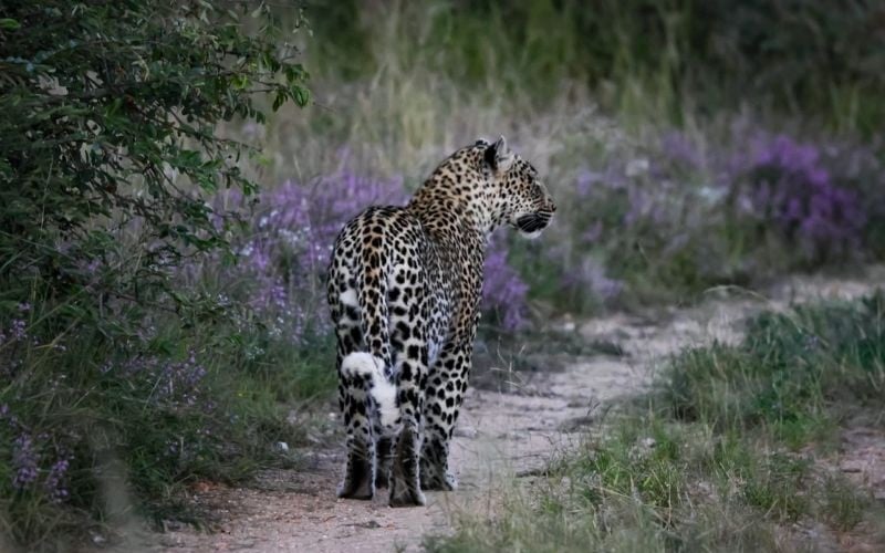 Simbavati River Lodge