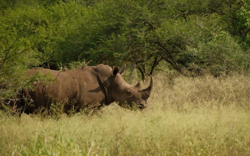 AfriCamps-WhiteElephant-Rhino