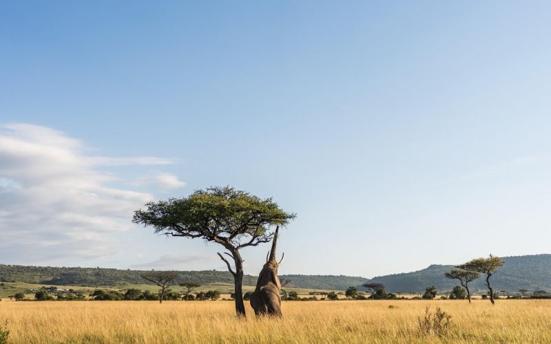 Wilderness Mara