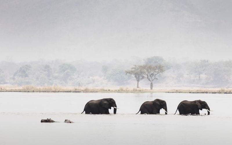 Wilderness Chikwenya