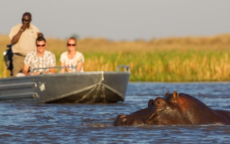 Wilderness Shumba