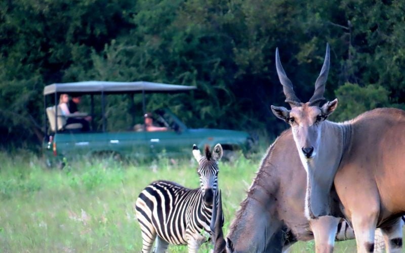 AfriCamps-Waterberg-Eland