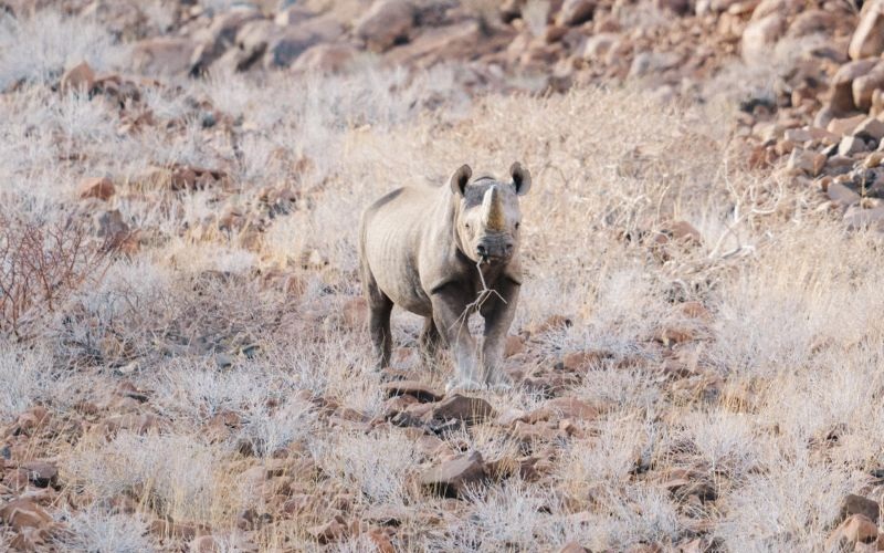 Desert Rhino