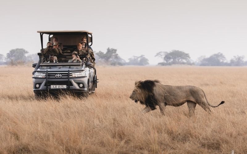 Wilderness Shumba