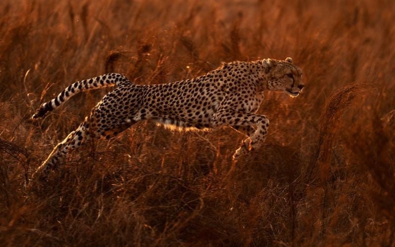 Soroi Cheetah Tented Camp